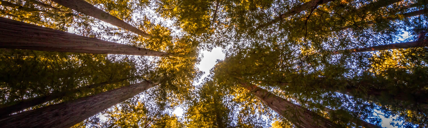 Banner image of Eureka